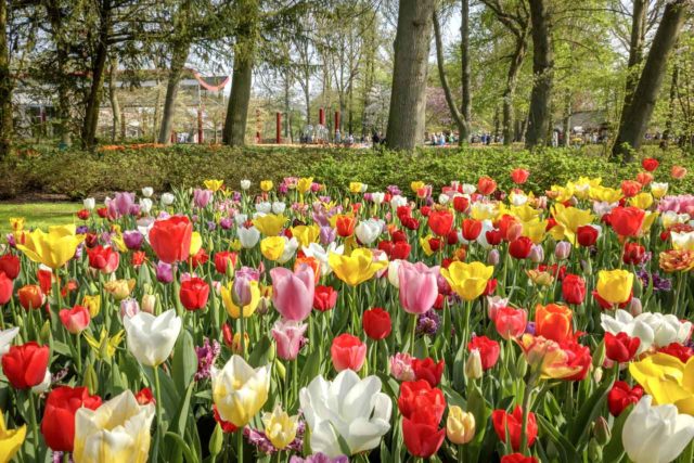 Tulip cultivation and varieties