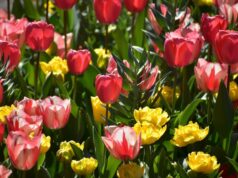Keukenhof Holland 2026: Tour, overview & info