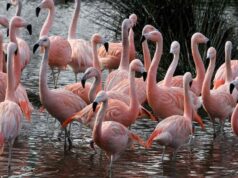 ARTIS Amsterdam Royal Zoo: Admission, opening hours & info