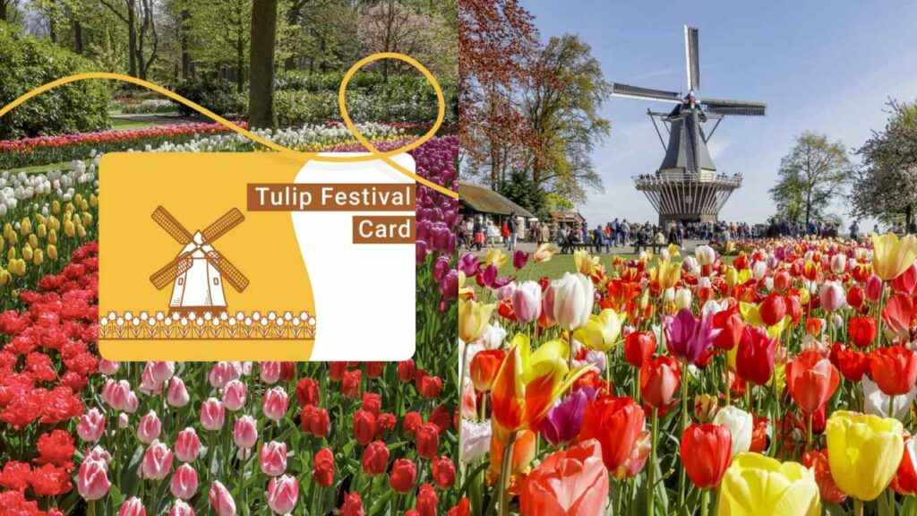 The Tulip Festival card