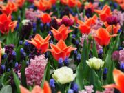 Keukenhof Holland 2026: admission prices & online tickets