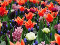 Keukenhof Holland 2026: admission prices & online tickets