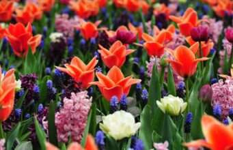 Keukenhof Holland 2026: admission prices & online tickets