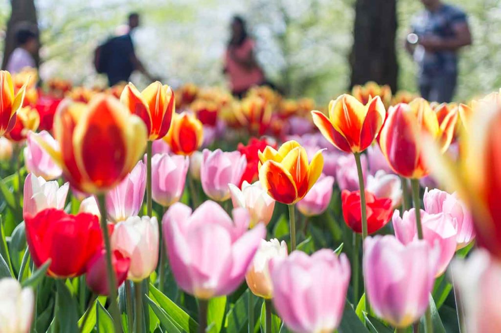 What should you know before you visit the Keukenhof?